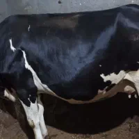 گاو شیری هلشتاین به همراه گوساله ماده سیمینتال