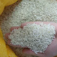 برنج فجر شمال