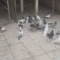 بارجدیدرسید|پرنده|کوهدشت, |دیوار