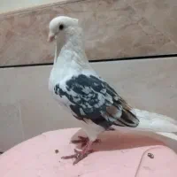 خوشونه|پرنده|الشتر, |دیوار