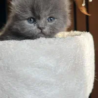 گربه بلو چشم پرتقالی اصیل|گربه|چالوس, |دیوار