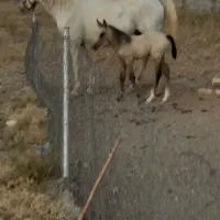 اسبمادیانهمراهکرهنریان