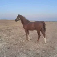اسب نریان