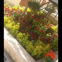 خدمات کشاورزی.باغبانی‌گل کاری.تعویض خاک و گلدان|خدمات باغبانی و درختکاری|بیرجند, |دیوار