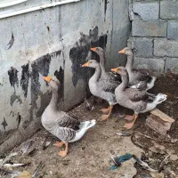 غاز محلی بالغ|حیوانات مزرعه|نوشهر, |دیوار