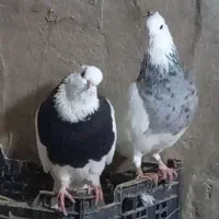 طوقی|پرنده|امیدیه, |دیوار