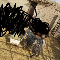 بز نر