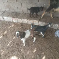 بز دوقلو|حیوانات مزرعه|بهبهان, |دیوار