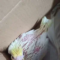 جوجه عروس هلندی