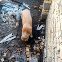 توله 10ماهه نر