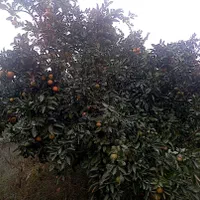 باغ روستای لیوان شرقی|فروش زمین و ملک کلنگی|نوکنده, |دیوار