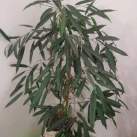 گلهای طبیعی