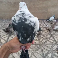 دمبی|پرنده|شاهرود, |دیوار