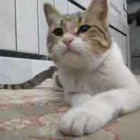 واگذاری گربه