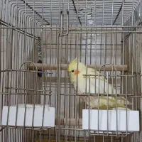 عروس هلندی|پرنده|فردیس, نگارستان|دیوار