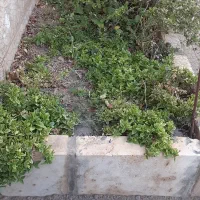 قلمه ناز|گل و گیاه طبیعی|محلات, |دیوار