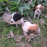 واگذاری۳ توله سگ نر|سگ|لولمان, |دیوار