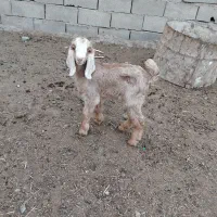 سه راس بزغاله|حیوانات مزرعه|فاضل آباد, |دیوار