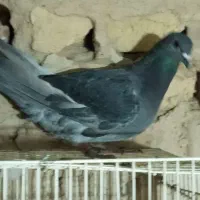 کفتر تکی زاغه و سفید و ساده و سار دم سیا کاکلی|پرنده|بردسکن, |دیوار