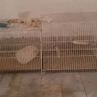 قفس پرنده|لوازم جانبی حیوانات|بیرجند, |دیوار