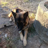 ژرمن شیپرد|سگ|مرند, |دیوار