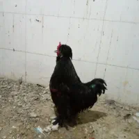 مرغ وخروس|حیوانات مزرعه|محمدشهر, محمدشهر|دیوار