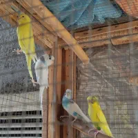 مرغ عشق|پرنده|الوند, |دیوار