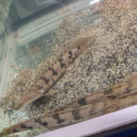 ماهی اکواریوم دیسکس کالر فلاور گوپی|ماهی|تهران, مولوی|دیوار