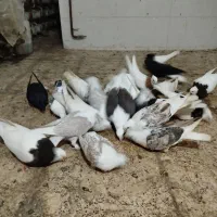 کبوتر طوقی هفرنگ و دم سفید و دوکت و بلژیکی