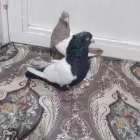 یکجفت گوینکلی ساری وقره|پرنده|ارومیه, |دیوار