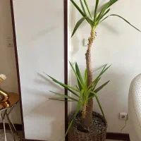 گل طبیعی یوکا بنسای