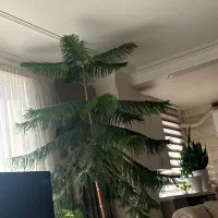 کاج مطبق طبیعی