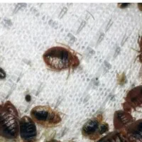 سمپاشی سم پاشی متخصص ساس و سوسک «۱۰۰٪تظمینی»
