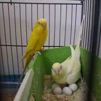 جفت مرغ عشق هلندی مولد با تخم