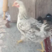 باسلام معاوضه مرغ جوان باخروس چاق