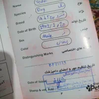 واگذاری شیتزو|سگ|رشت, پسیخان|دیوار