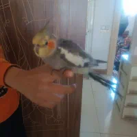 عروس هلندی کاملادستی|پرنده|امیرآباد, |دیوار