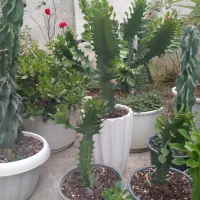 گلهای خیلی تمیز|گل و گیاه طبیعی|رشت, گلباغ نماز|دیوار