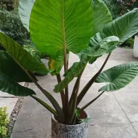 فروش یک تعدادباباآدم  به قیمت مناسب