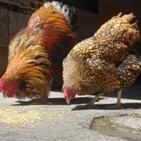 ویاندوت آمریکایی جی اس جی فول کیفیت