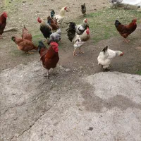 حیوانات مزرعه