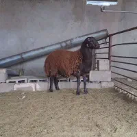 بره قوچ همو