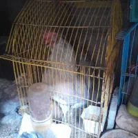 مرغ وخروس|حیوانات مزرعه|اسکو, |دیوار