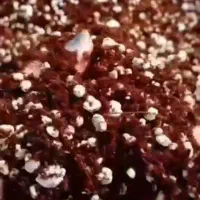 فروش گل وگیاه وخاک سبک وغنی