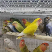 جوجه پرنده زیبا و خونگی دستی همه نژاد موجود است.|پرنده|شیراز, درکی|دیوار