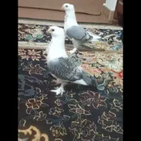 کبوتر زینتی