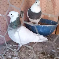 سلام خدمت دوستان عشق بازا