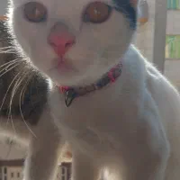 گربه گمشده|حیوانات|فردیس, فردیس|دیوار