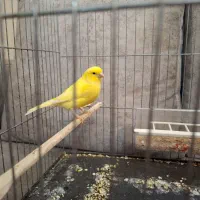 قناری یلو فکتور اورجینال ماده