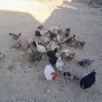 مرغ محلی تخمگذار میان دوره